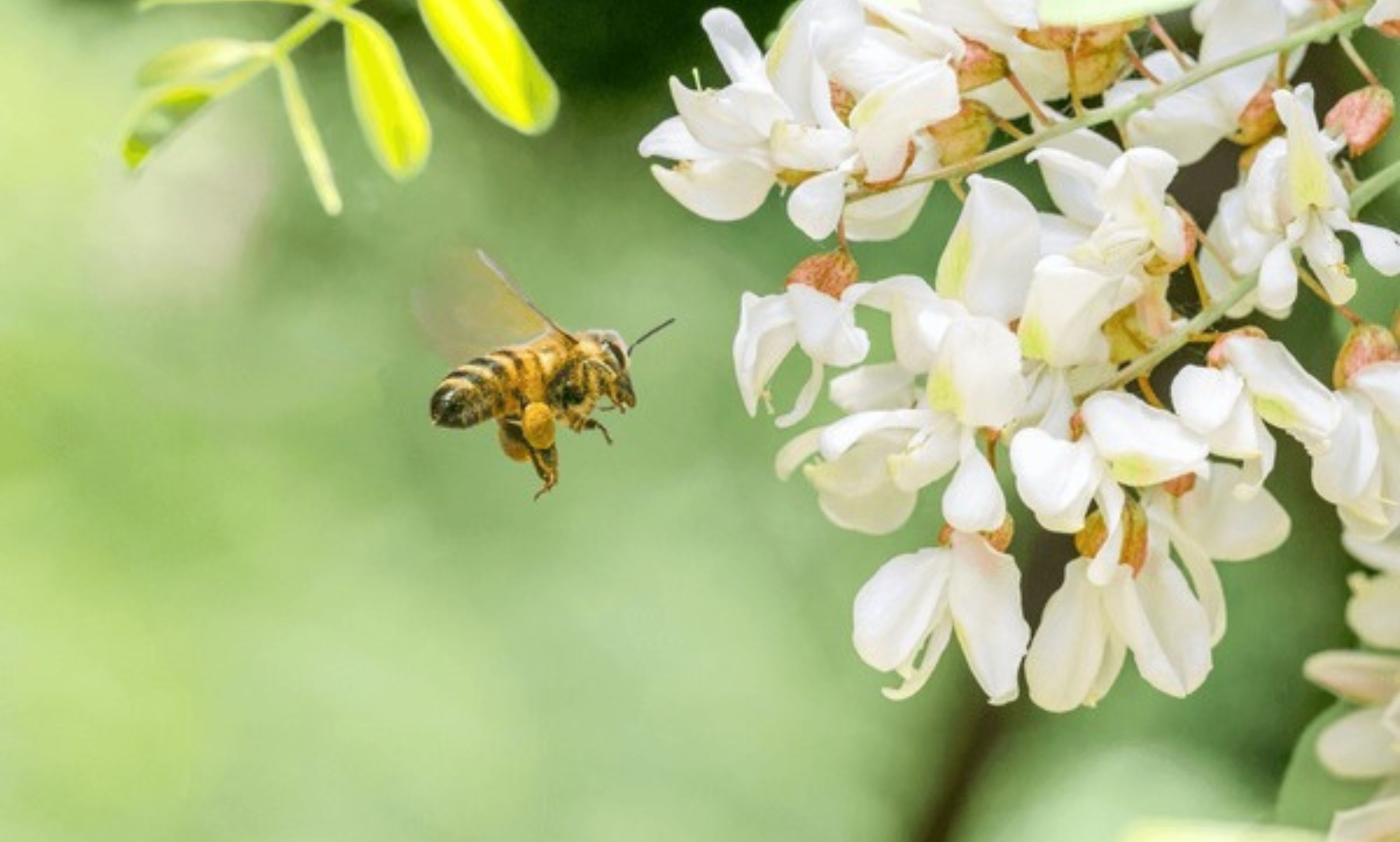 Acacia